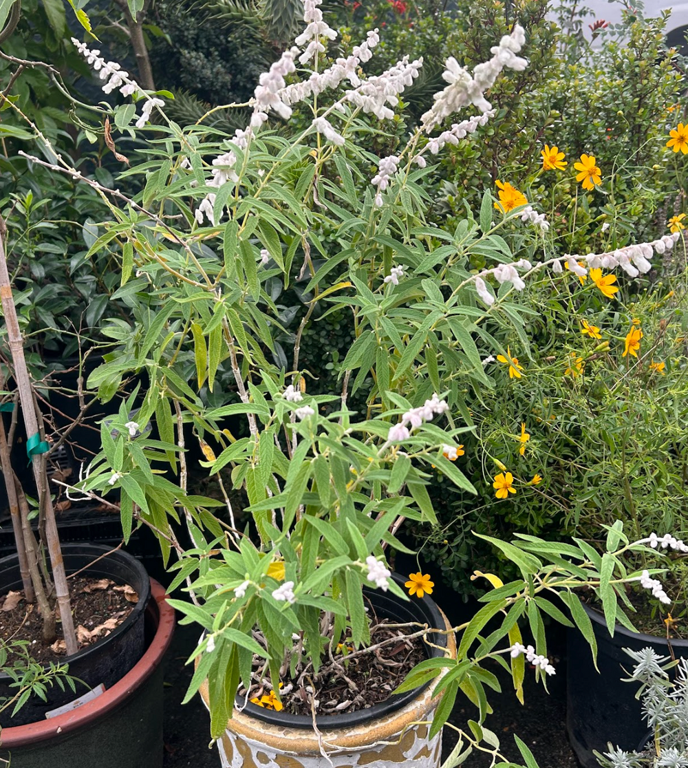Salvia leucantha 'White Mischief'