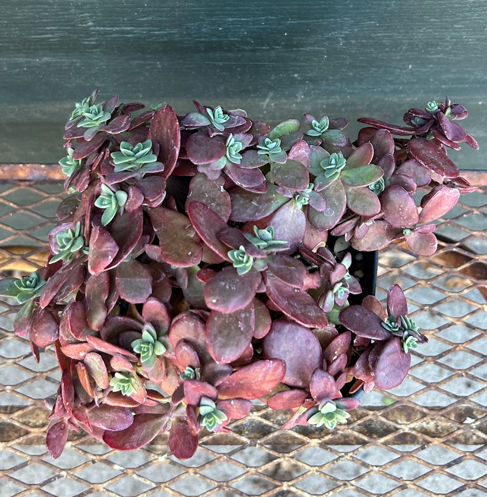 Sedum Sunsparkler 'Firecracker'