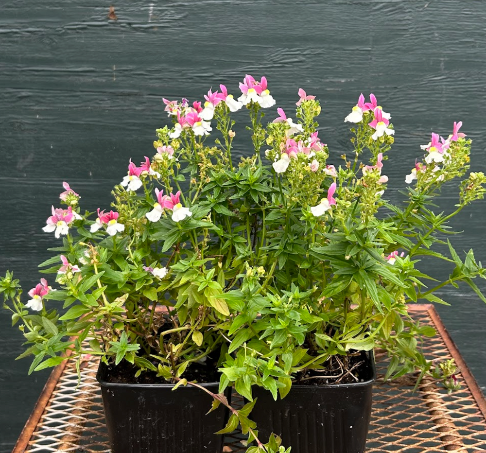Nemesia Escential 'Pinkberry'