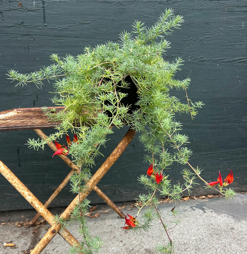 Lotus maculatus 'Red Flash'