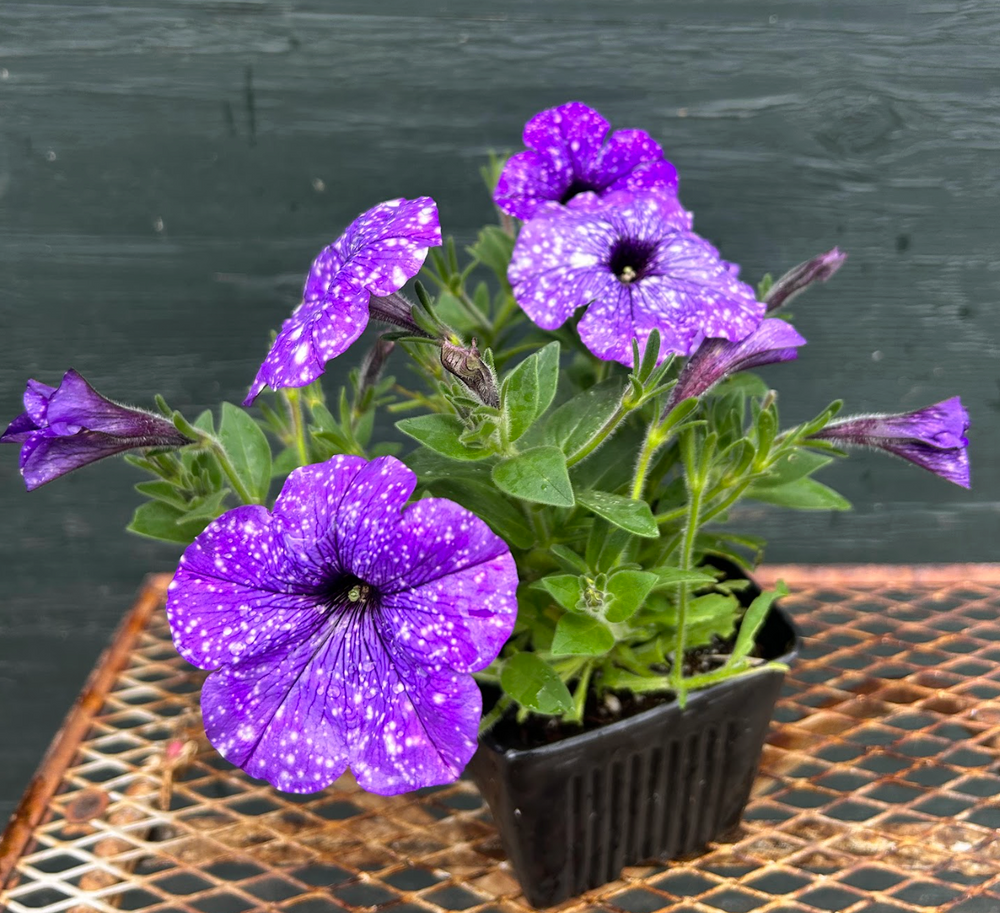Petunia Splash Dance 'Moon Walk'