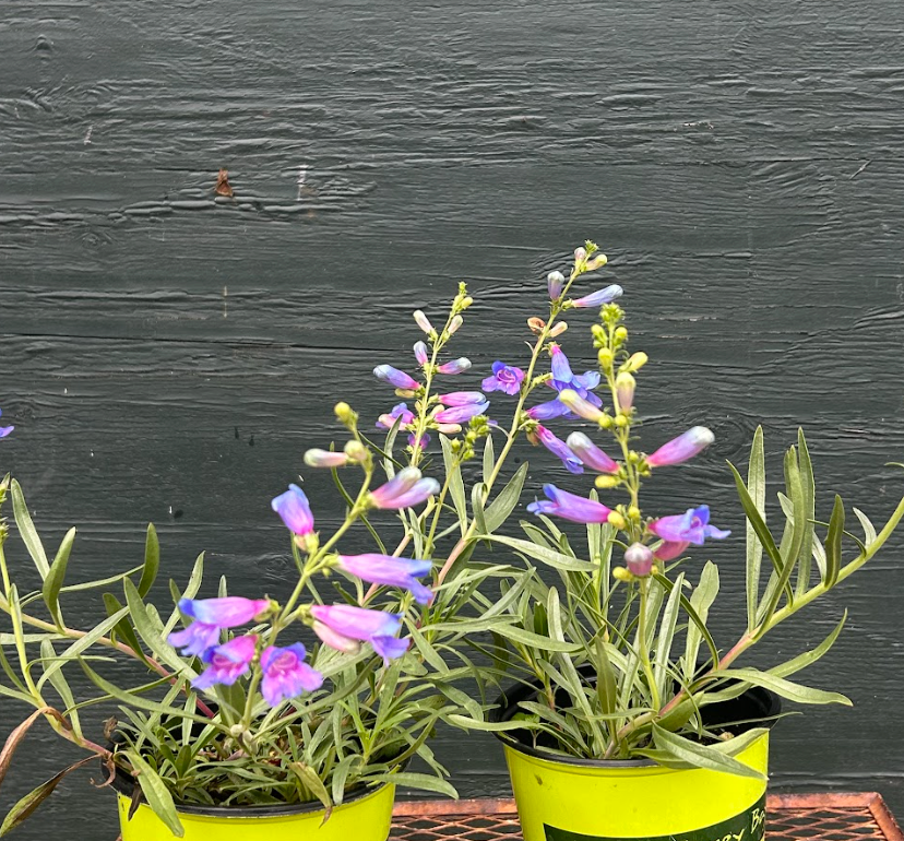 Penstemon heterophyllus 'Electric Blue'