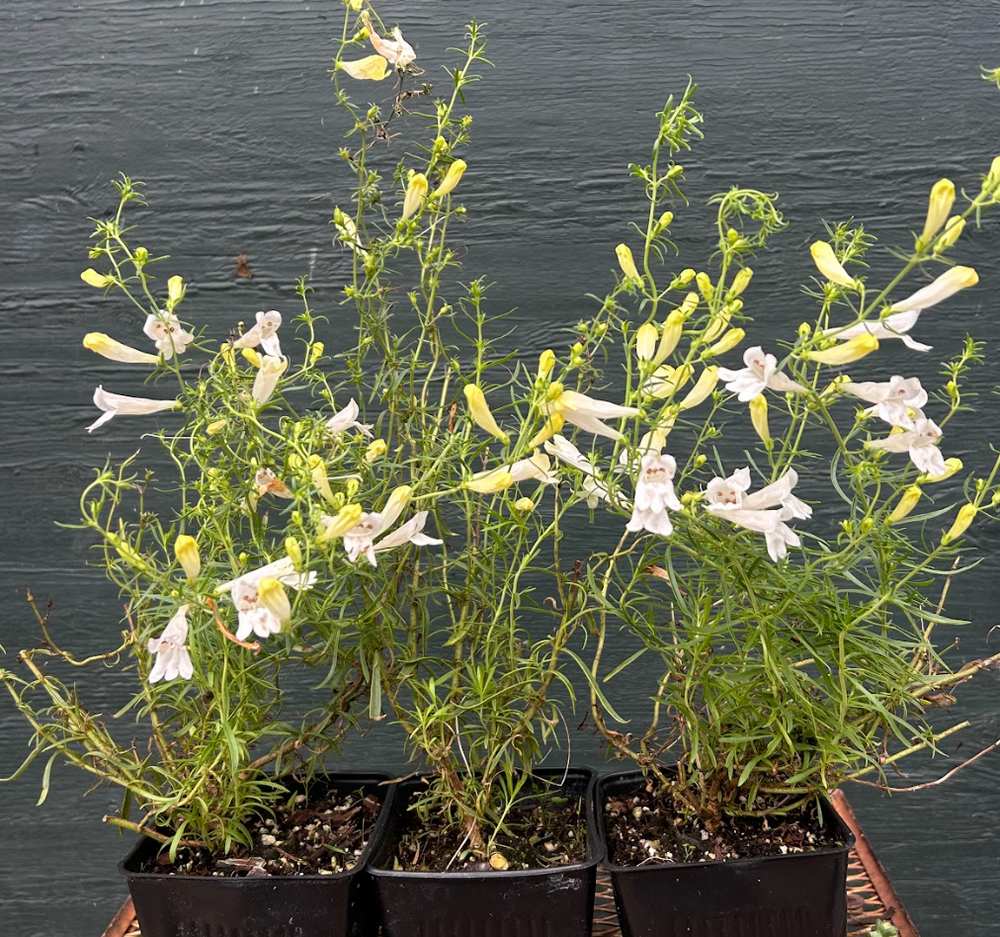 Penstemon heterophyllus 'GMR White'