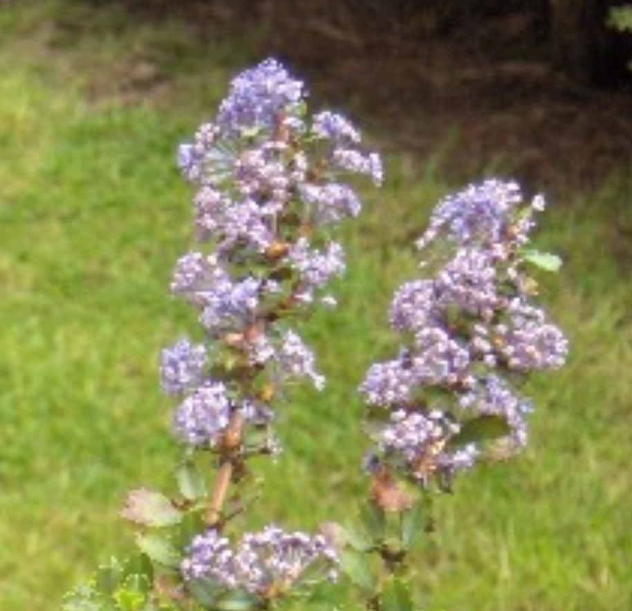 Ceanothus 'Blue Jeans'