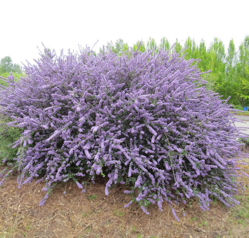 Ceanothus 'Blue Jeans'