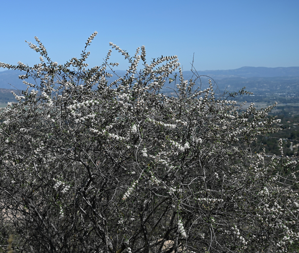 Ceanothus crassifolius