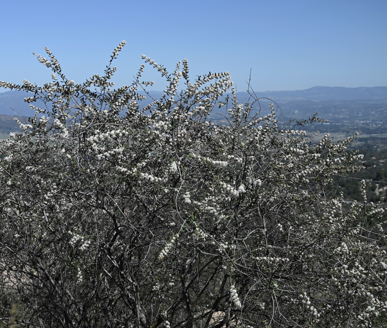 Ceanothus crassifolius