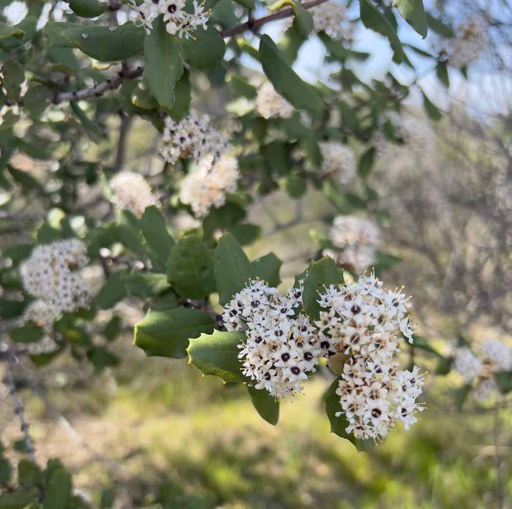 Ceanothus crassifolius