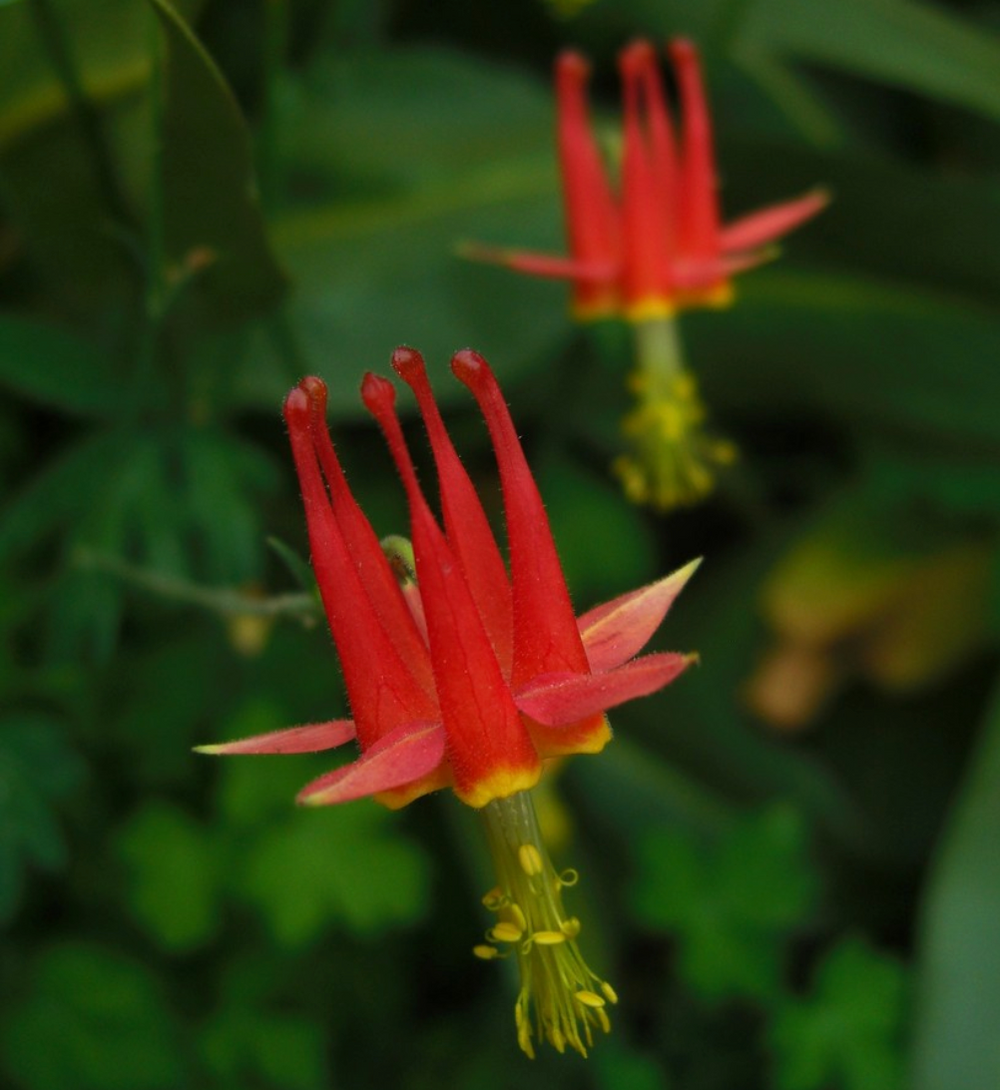 Aquilegia formosa