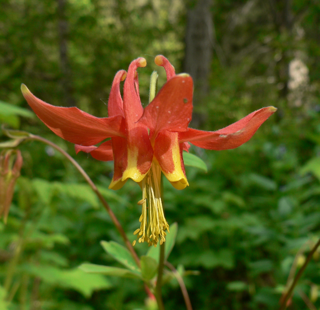 Aquilegia formosa