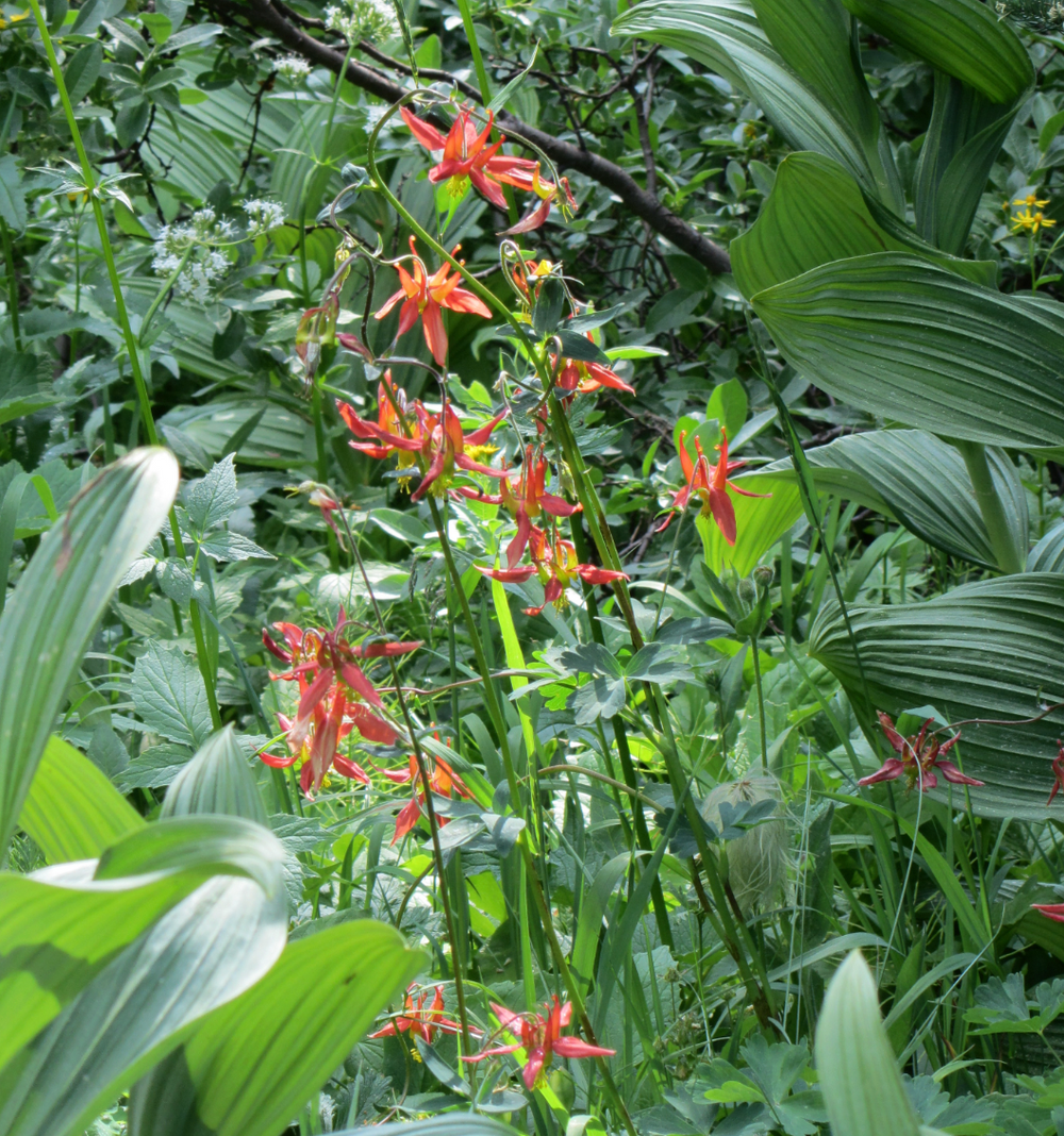 Aquilegia formosa