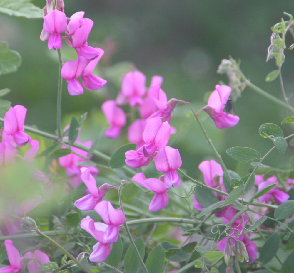 Lathyrus vestitus