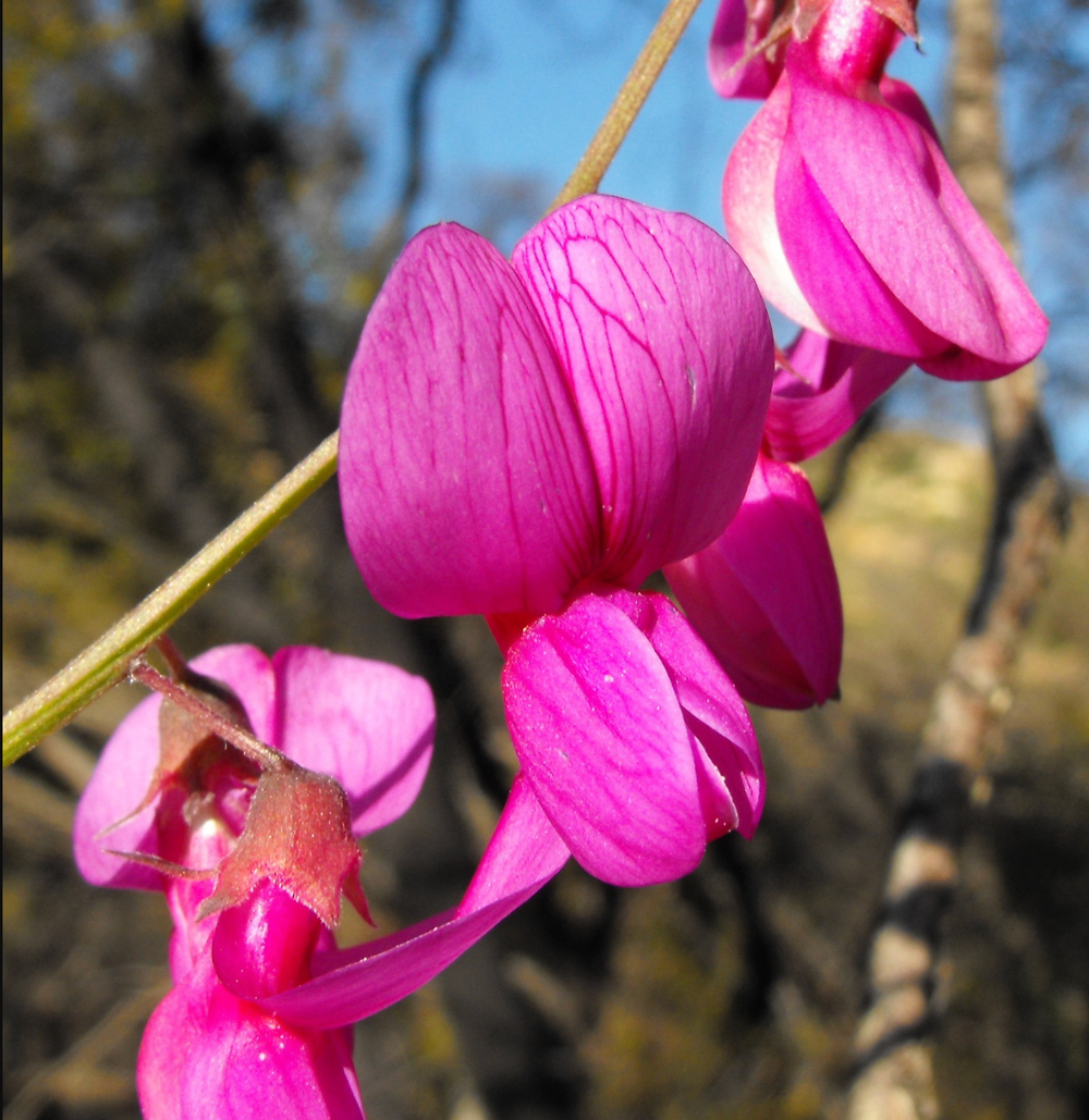 Lathyrus vestitus