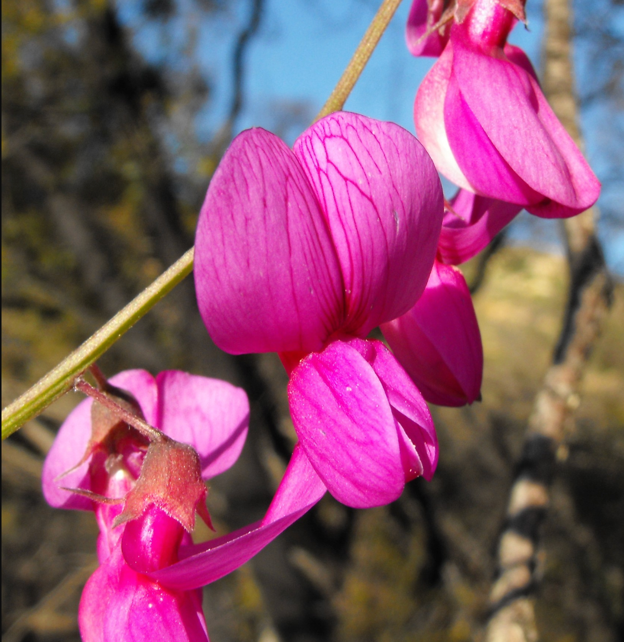 Lathyrus vestitus