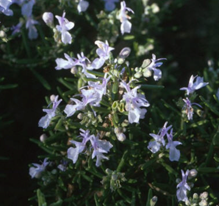 Rosmarinus (Rosemary) officinalis 'Huntington Carpet'