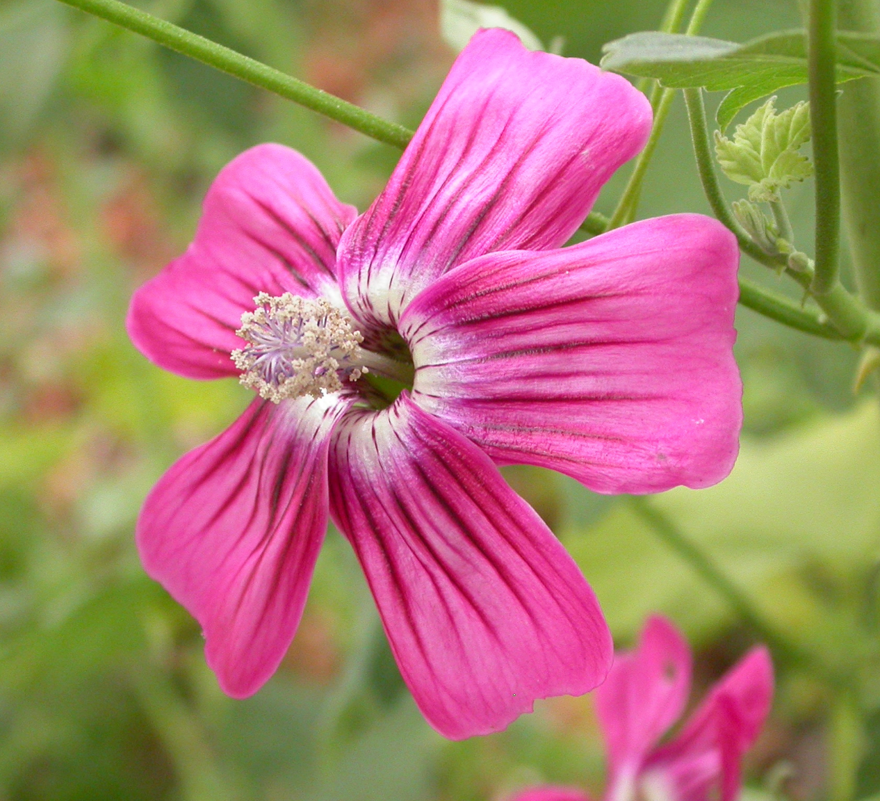 Lavatera assurgentiflora