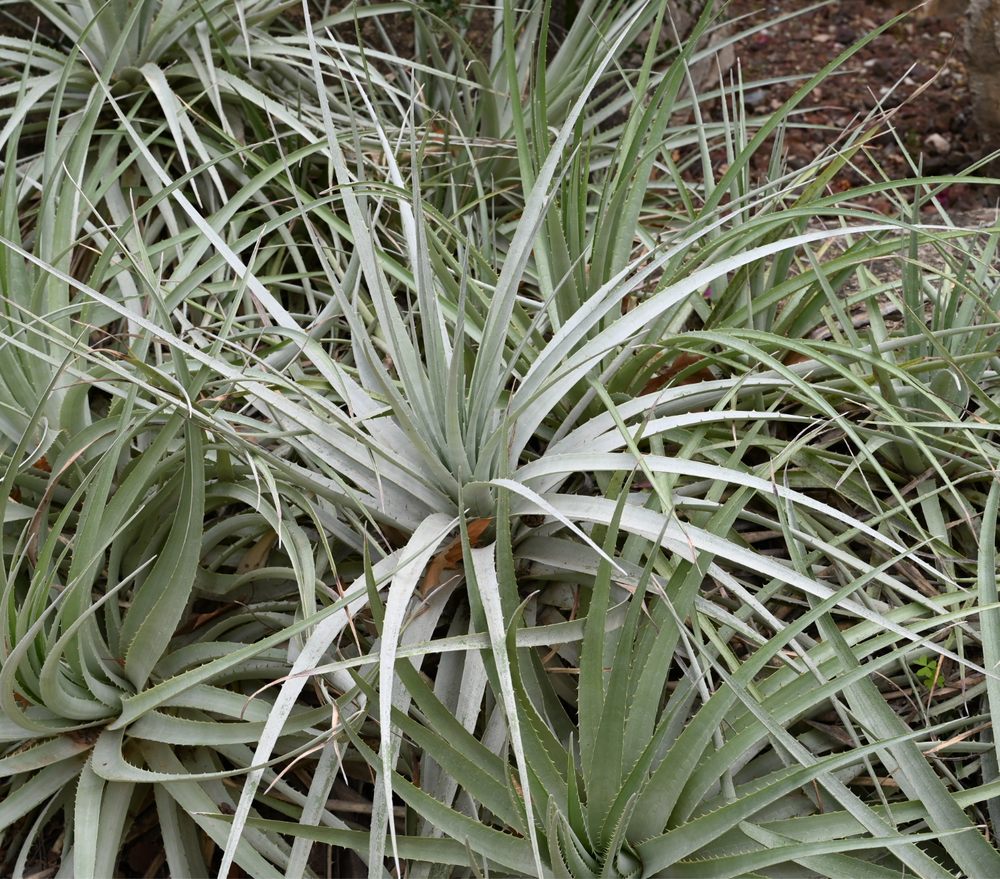 Puya venusta