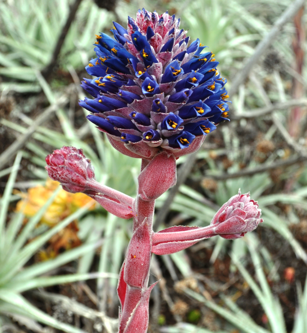 Puya venusta