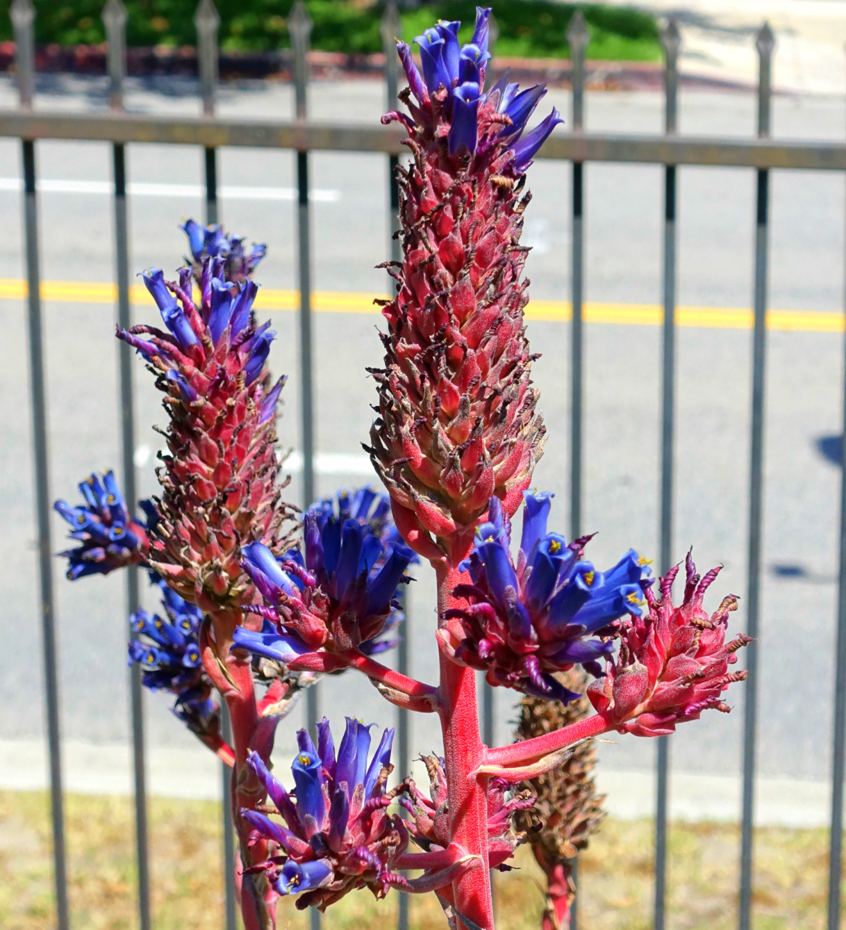 Puya venusta