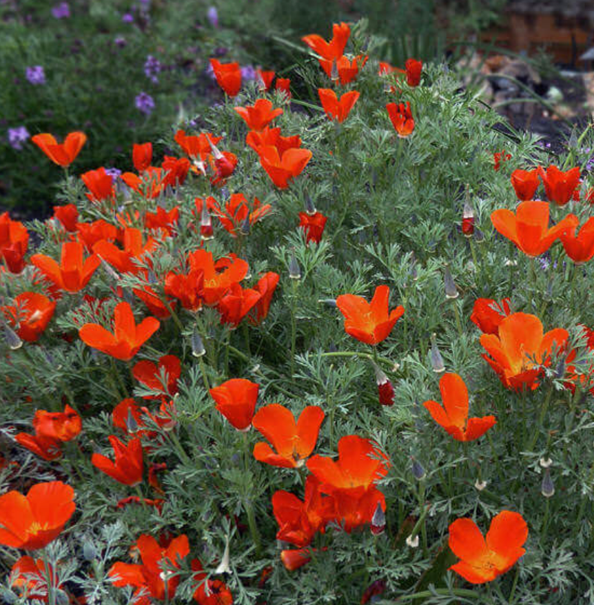 Eschscholzia californica 'Red Glow'