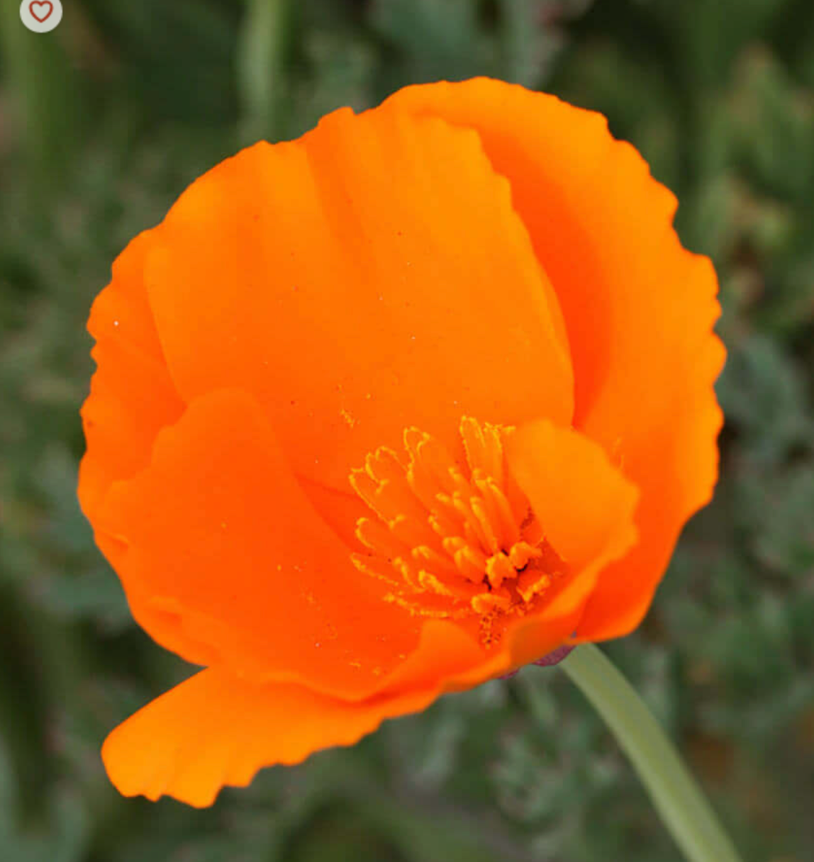 Eschscholzia californica 'Orange'