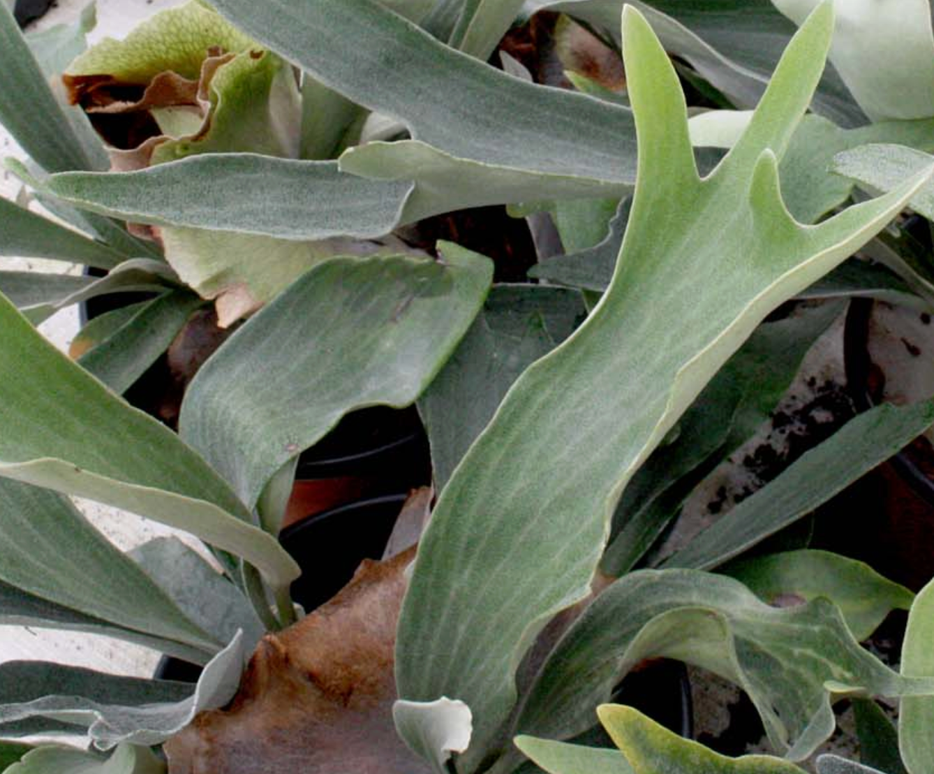 Platycerium bifurcatum 'Netherlands'