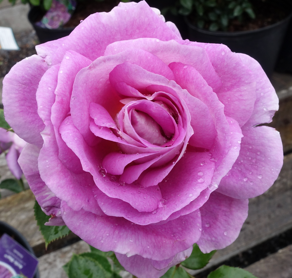 Rosa 'Arctic Blue™'