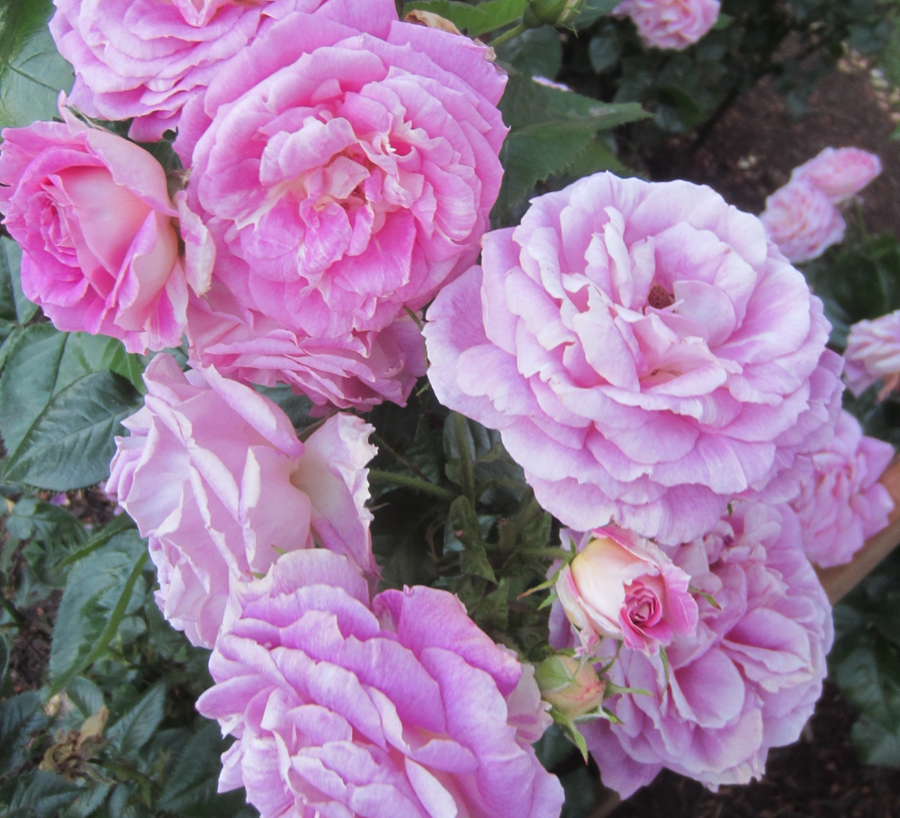 Rosa 'Arctic Blue™'