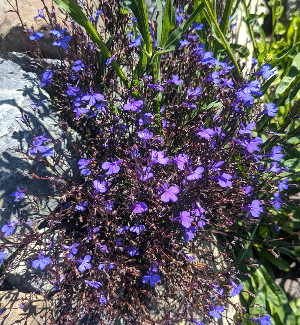 Lobelia erinus 'Monsoon'