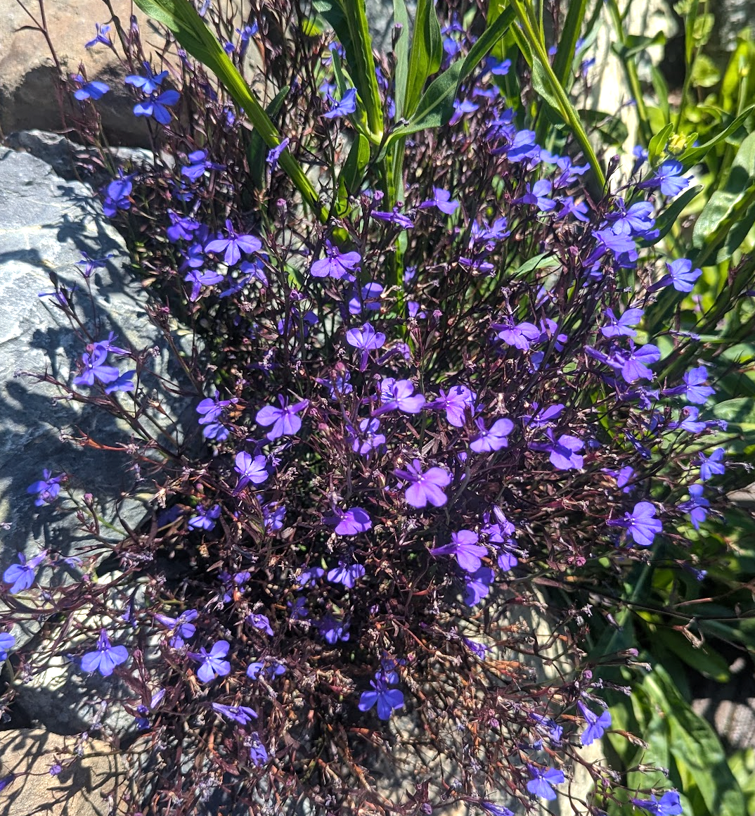 Lobelia erinus 'Monsoon'