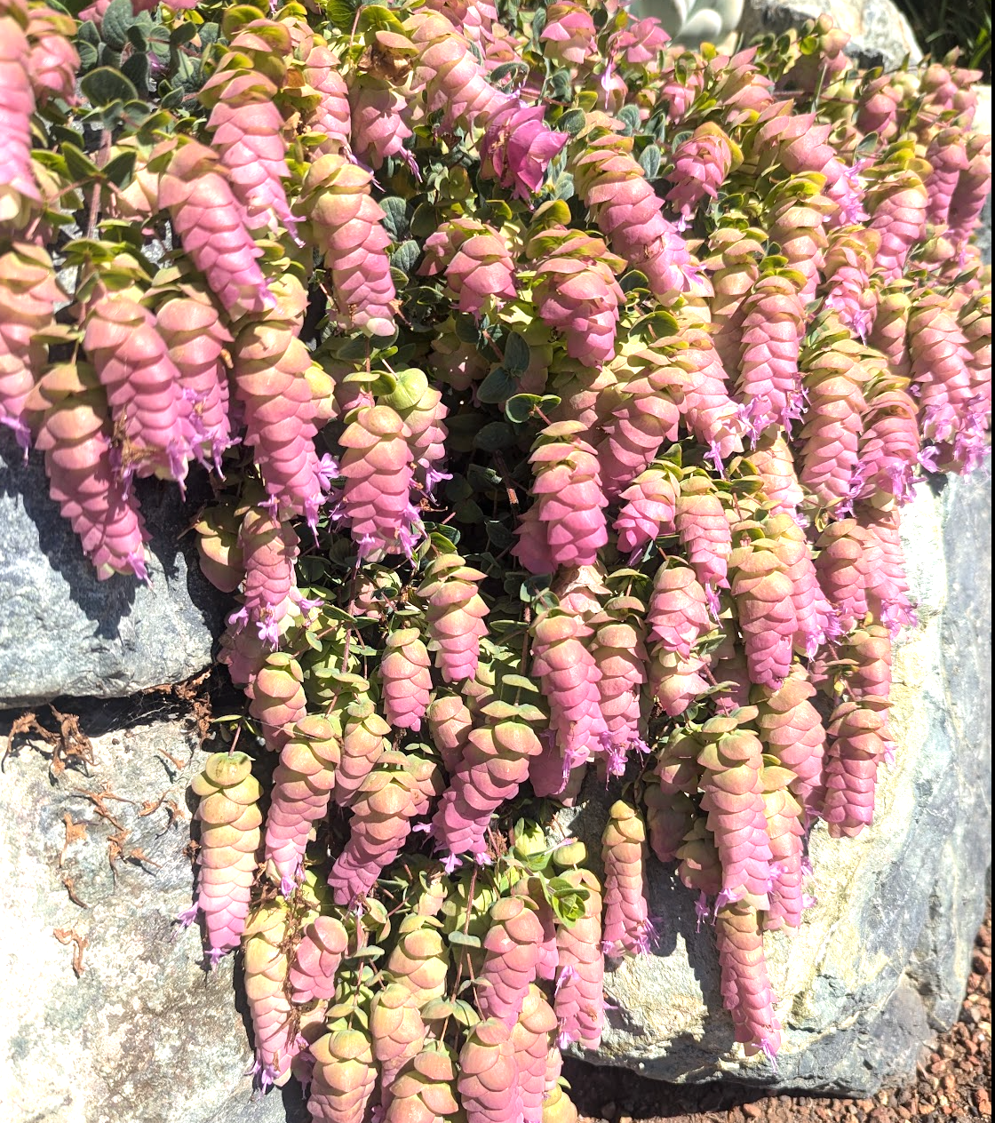 Origanum 'Barbara Tingey'