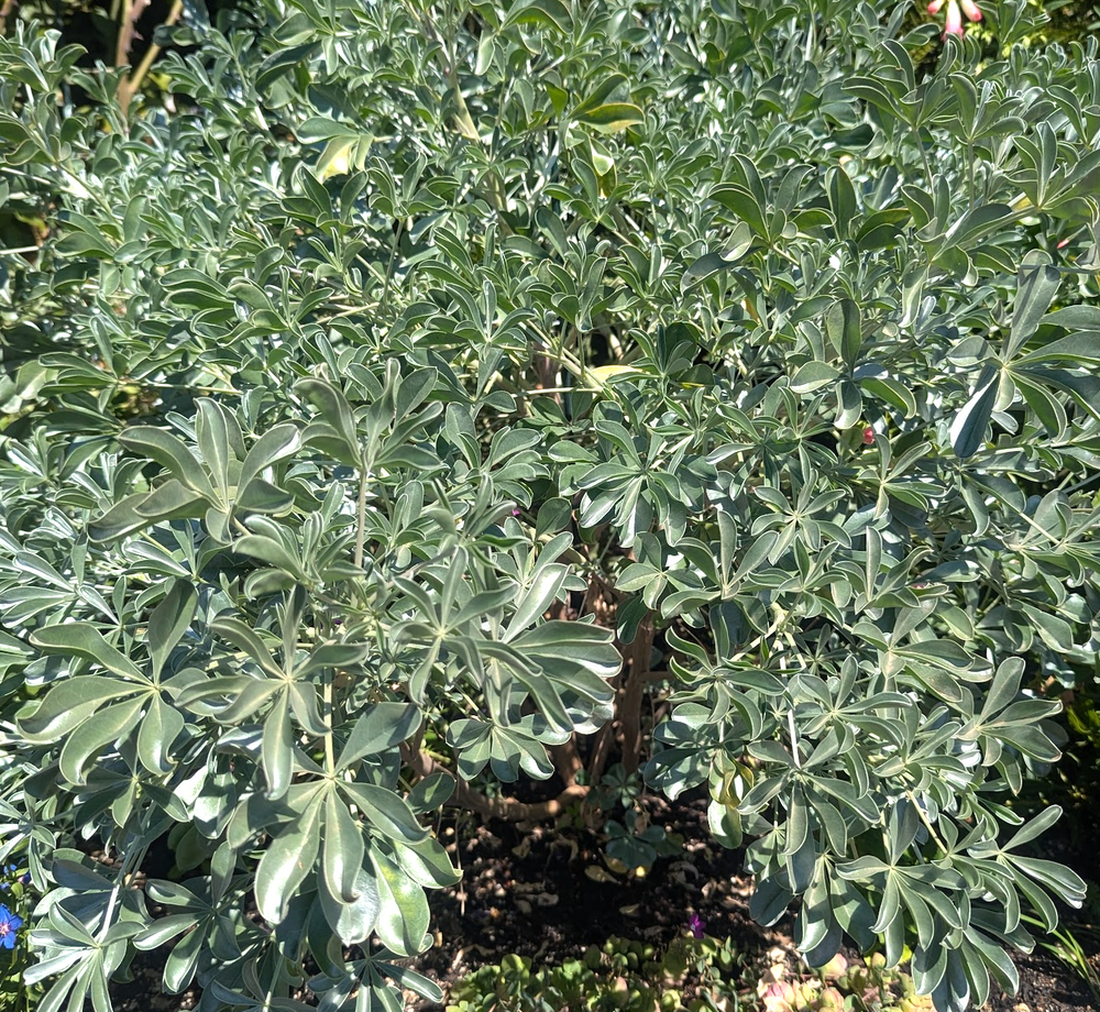 Lupinus sericatus