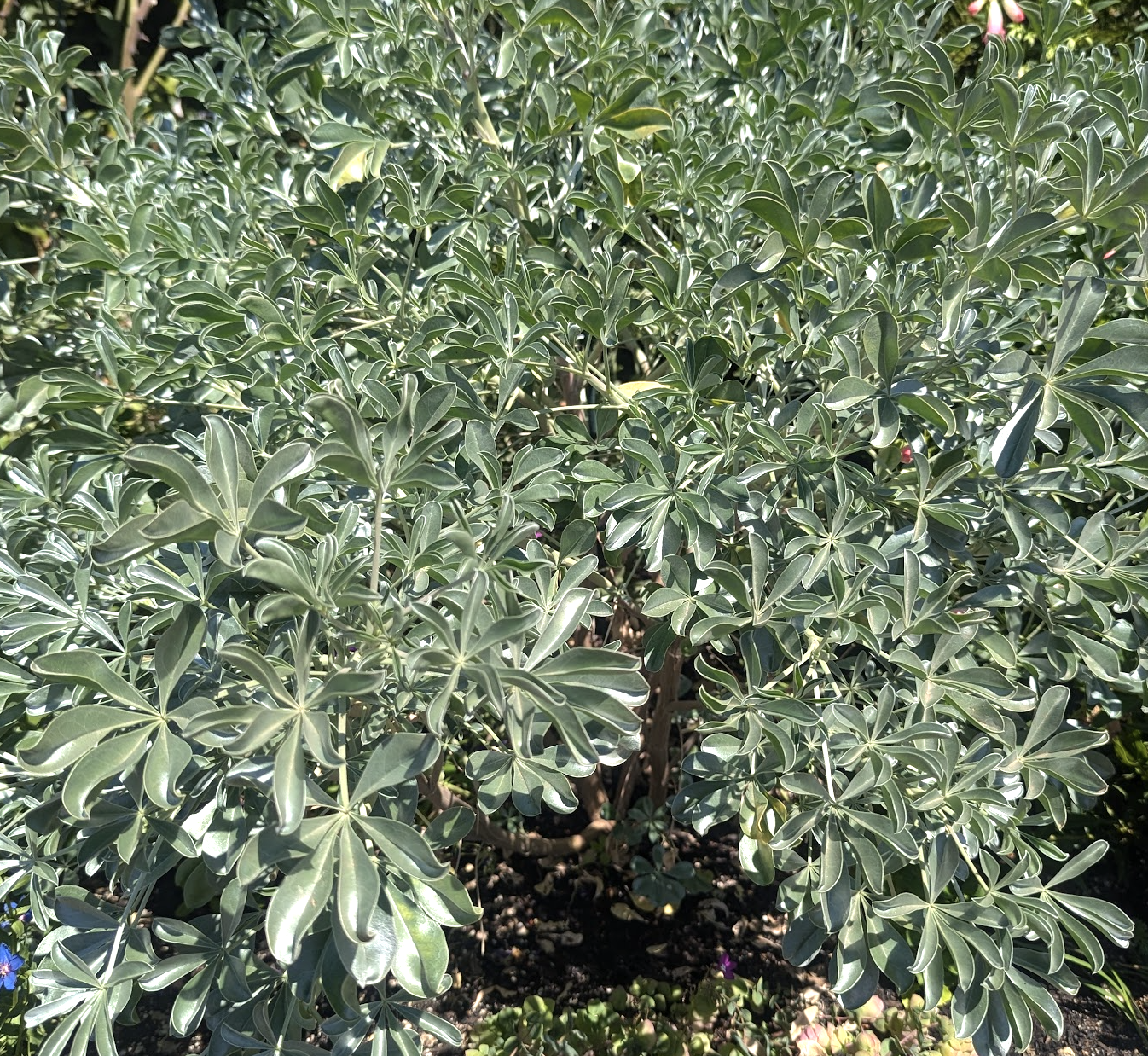Lupinus sericatus
