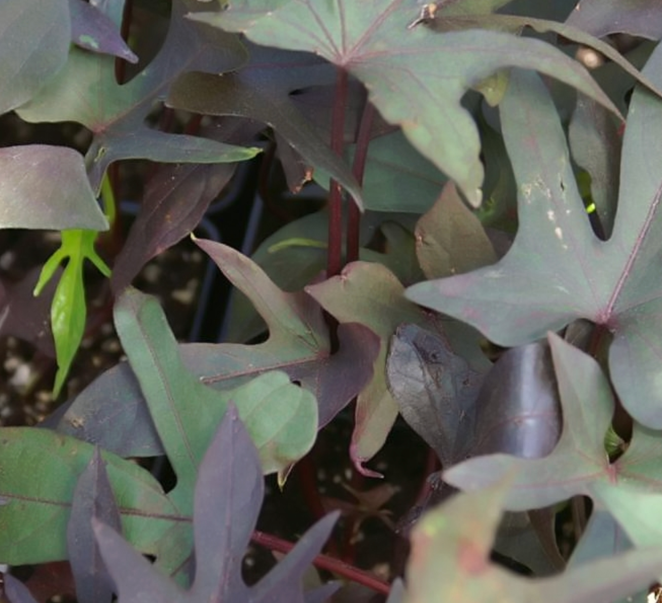 Ipomoea batatas 'Blackie'