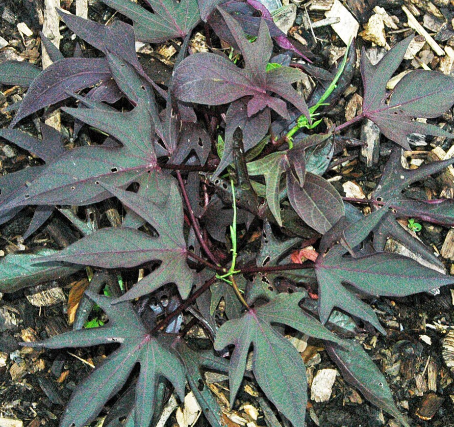 Ipomoea batatas 'Blackie'