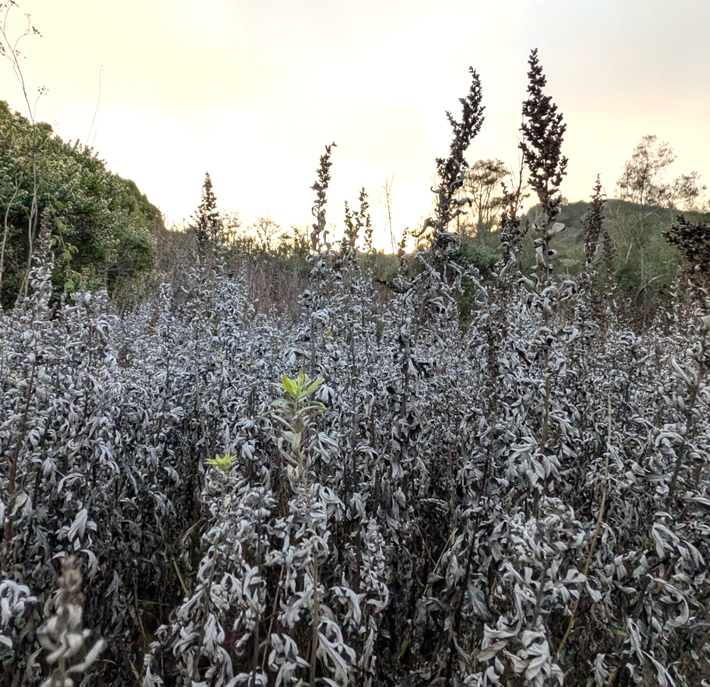 Artemisia douglasiana