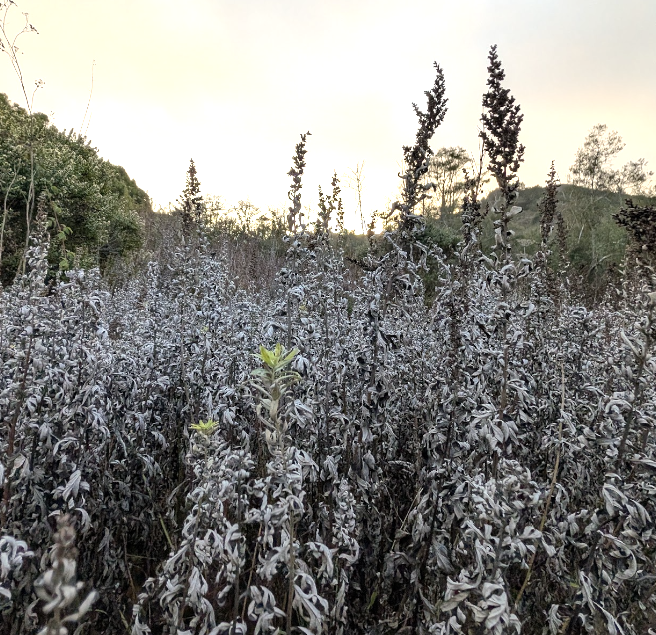 Artemisia douglasiana