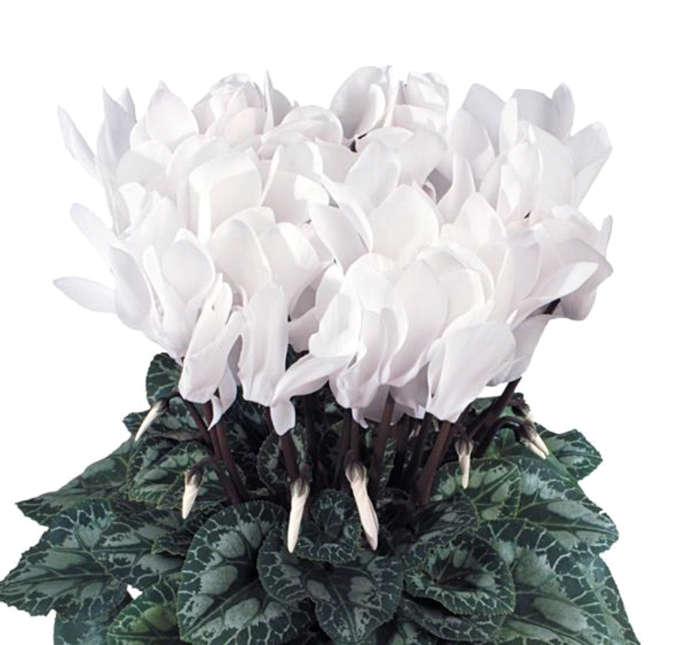 Cyclamen x Latinia® Success 'Pure White'