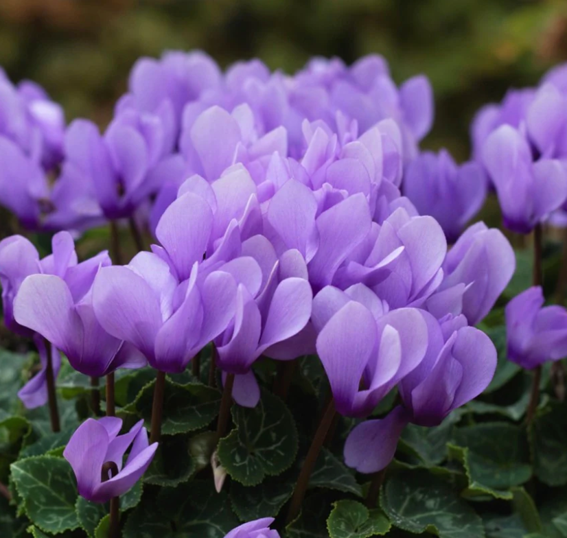 Cyclamen Super Series Dragon Deep Blue