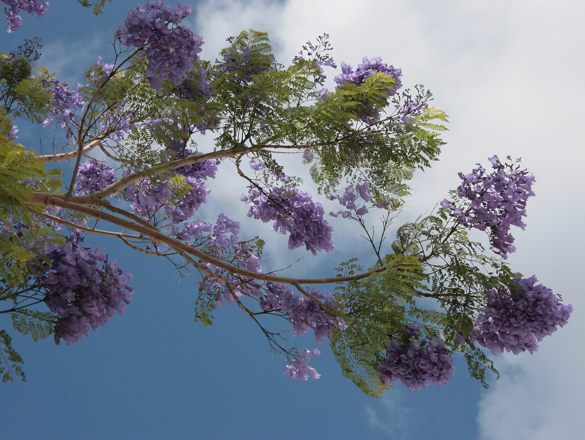 Jacaranda mimosifolia