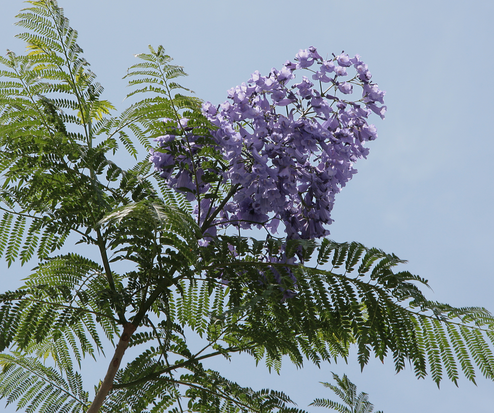 Jacaranda mimosifolia