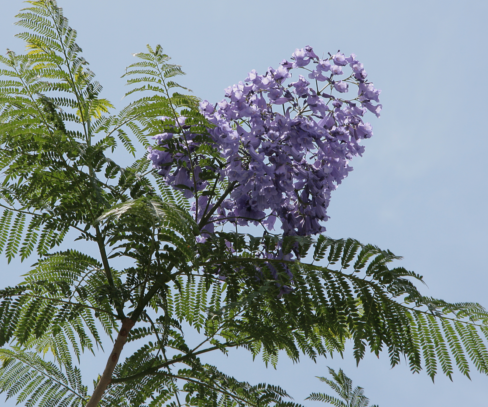 Jacaranda mimosifolia