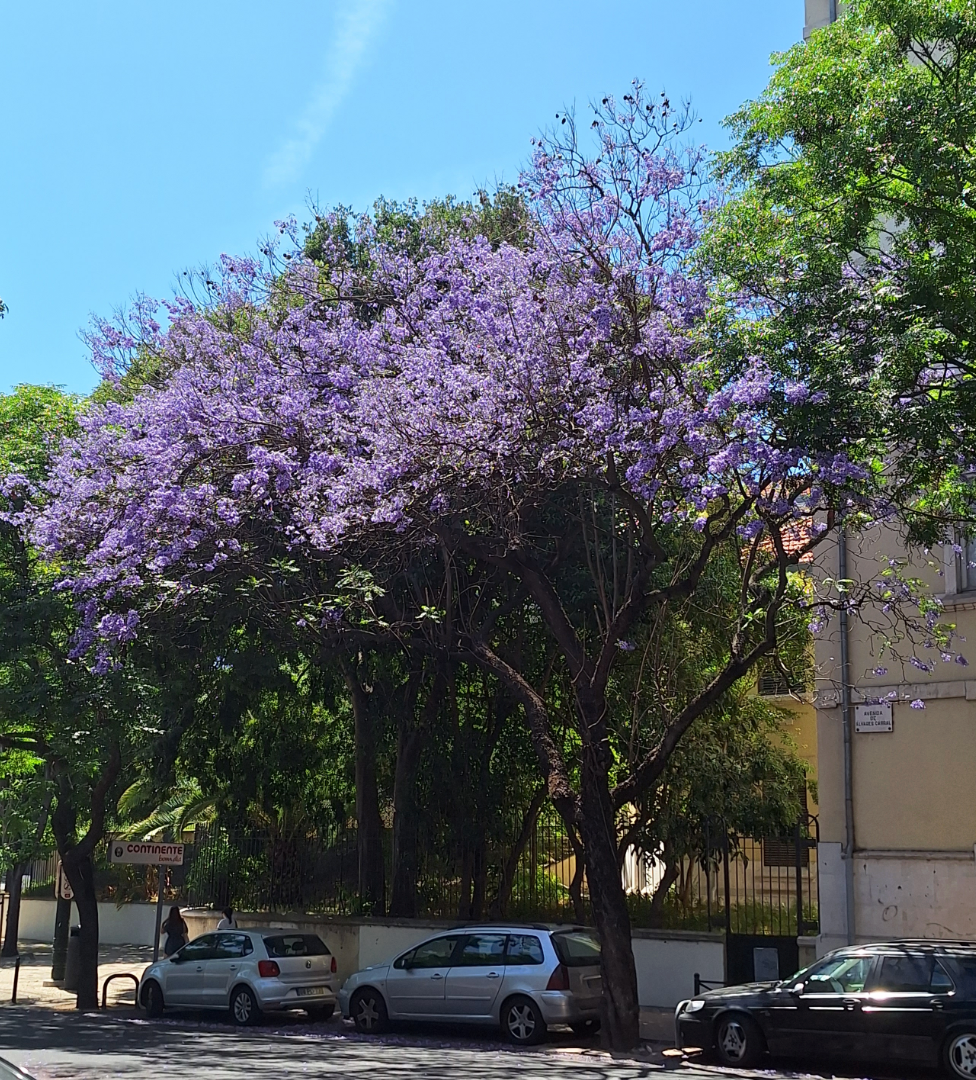 Jacaranda mimosifolia