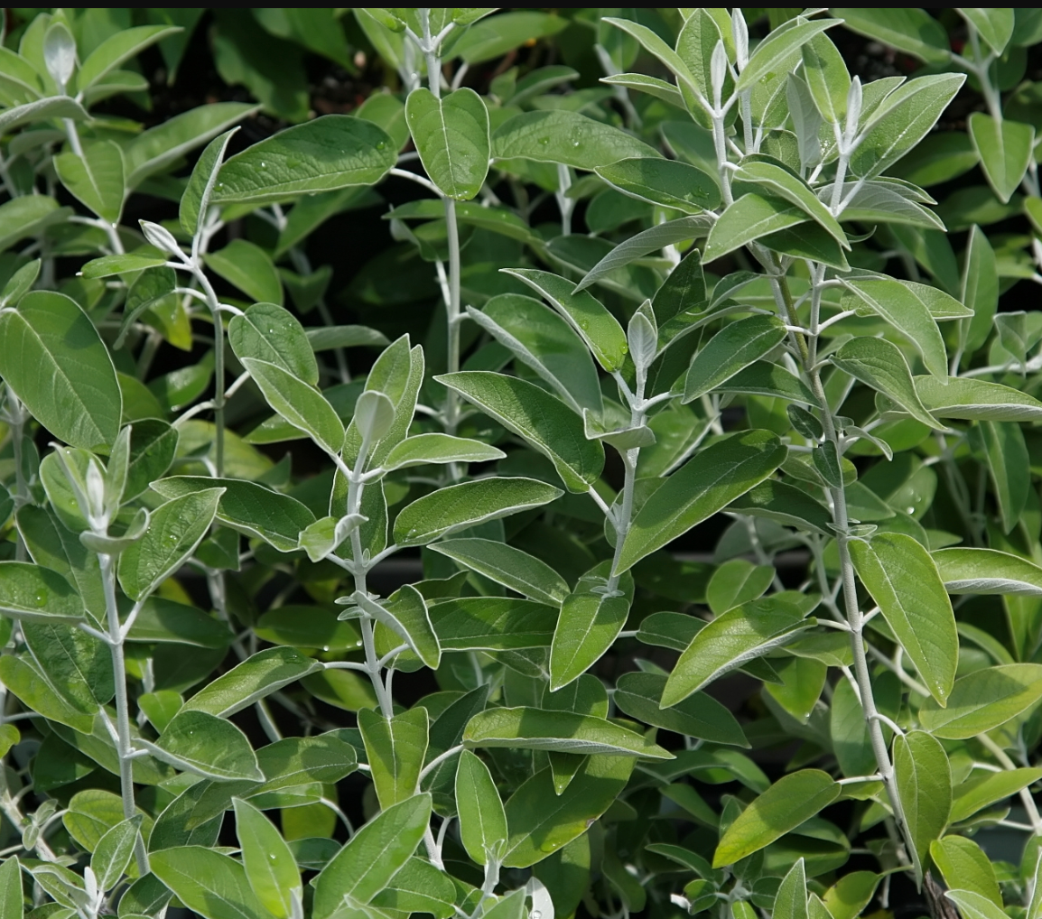 Salvia  discolor
