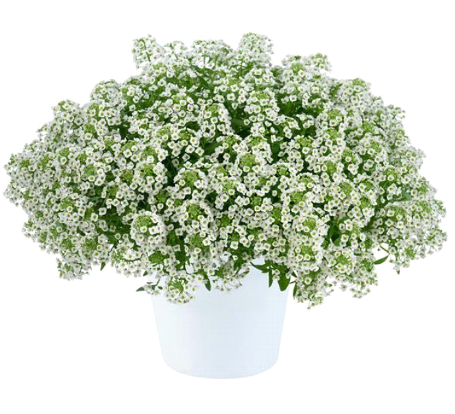 Lobularia (Alyssum)  hybrida Stream Compact 'White'