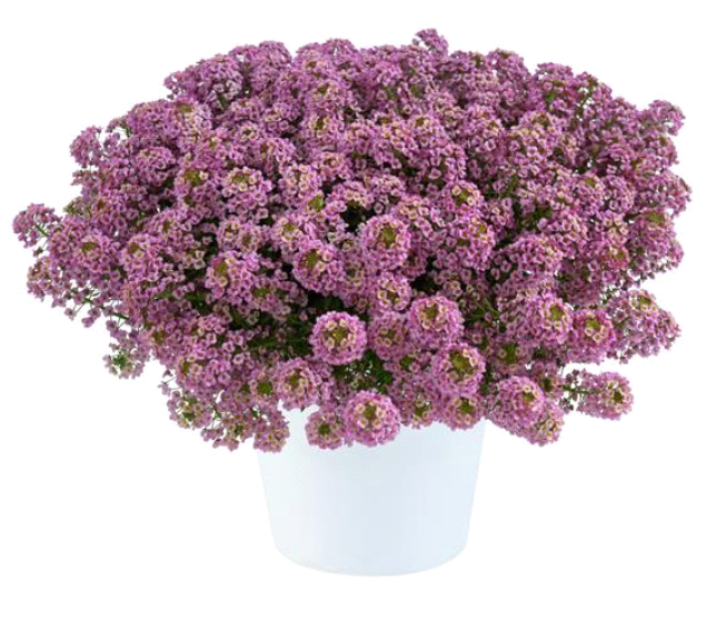 Lobularia (Alyssum) hybrida Stream Compact Rose