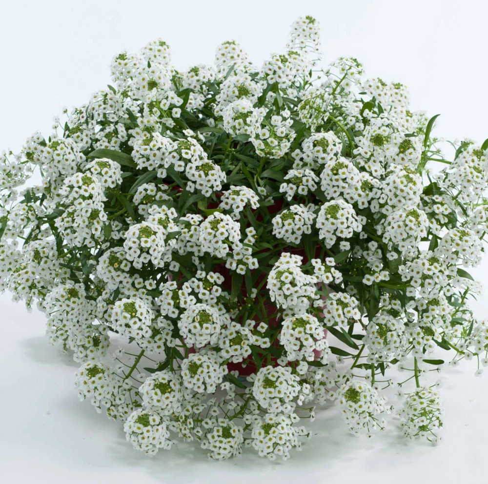 Lobularia (Alyssum)  maritima 'White Stream™'