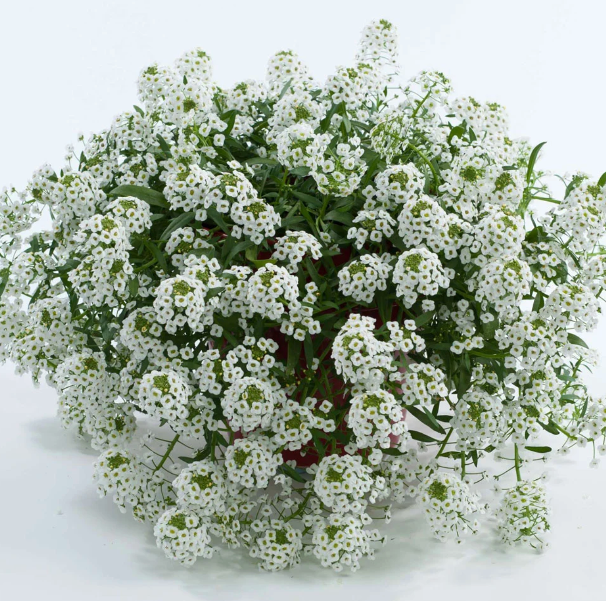 Lobularia (Alyssum)  maritima 'White Stream™'