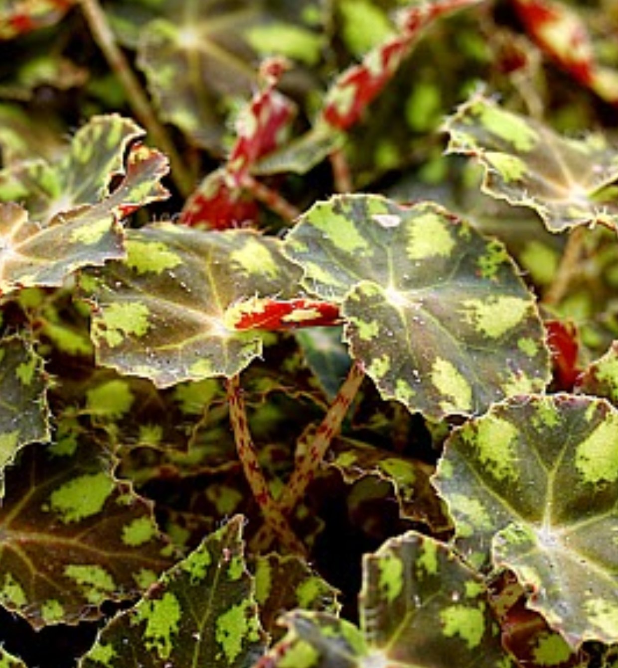 Begonia bowerae 'Leprechaun'