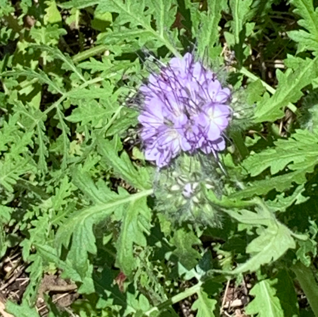 Phacelia tanacetifolia